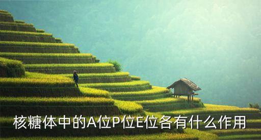 種付位，圖書排架采用分類種次號排架法什么是種次呀