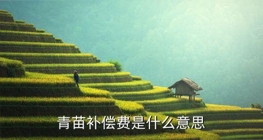 青苗補償費是什么意思