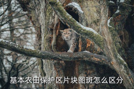圖斑是什么意思，什么是土地學(xué)中的圖斑