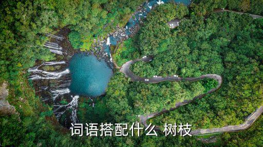 什么樣的樹枝