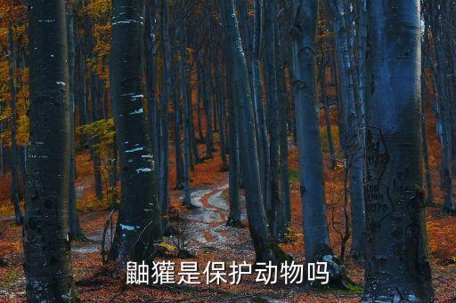 鼬獾是保護(hù)動(dòng)物嗎