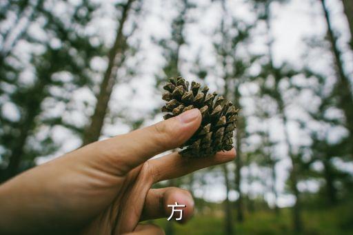 發(fā)包方
