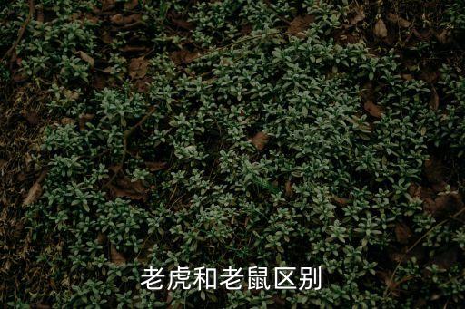 老虎和老鼠區(qū)別
