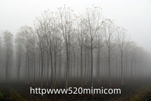 httpwww520mimicom