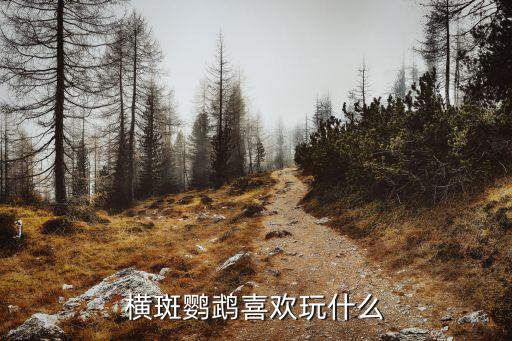 橫斑鸚鵡，橫斑鸚鵡喜歡玩什么