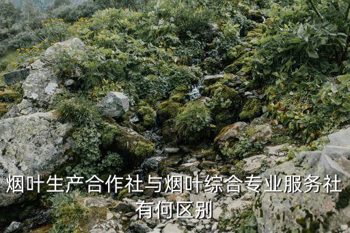 煙葉生產(chǎn)合作社與煙葉綜合專業(yè)服務社有何區(qū)別