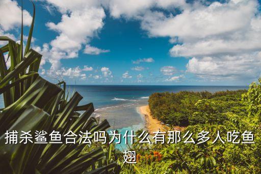 捕殺鯊魚合法嗎為什么有那么多人吃魚翅