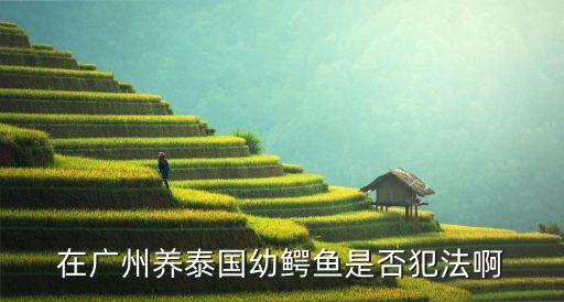 在廣州養(yǎng)泰國幼鱷魚是否犯法啊
