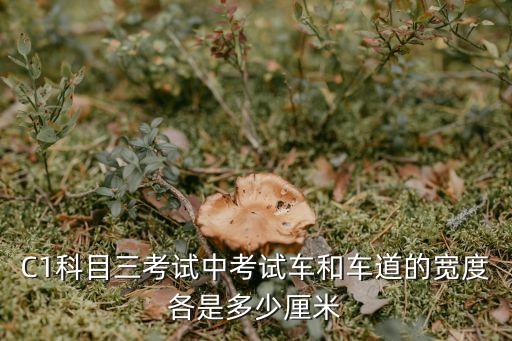 考試車，駕照考試車能買嗎