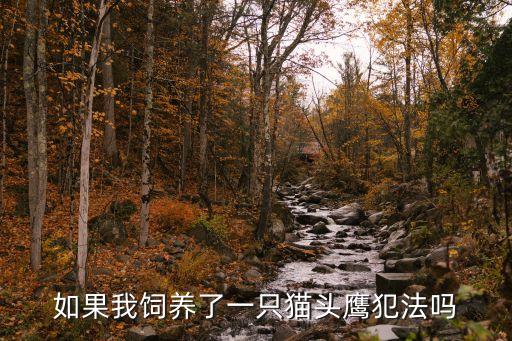 如果我飼養(yǎng)了一只貓頭鷹犯法嗎
