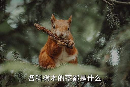 各科樹木的莖都是什么