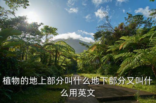植物的地上部分叫什么地下部分又叫什么用英文