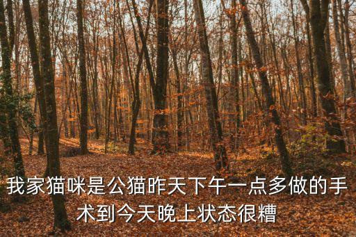 我家貓咪是公貓昨天下午一點多做的手術到今天晚上狀態(tài)很糟