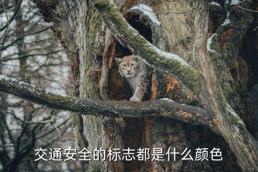 道路交通安全標(biāo)志，交通安全的標(biāo)志都是什么顏色