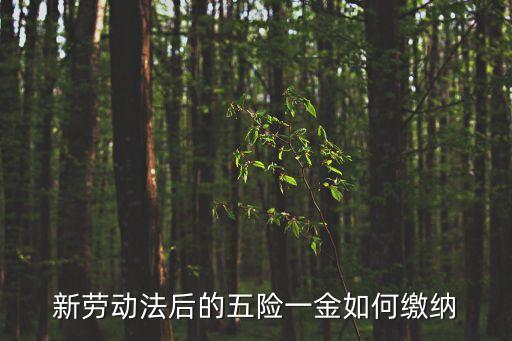 新勞動(dòng)法后的五險(xiǎn)一金如何繳納