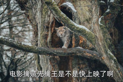 電影擒賊先擒王是不是快上映了啊