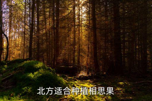 相思果，農(nóng)場(chǎng)乞巧相思果特性等級(jí)幾季成熟時(shí)間再熟時(shí)間