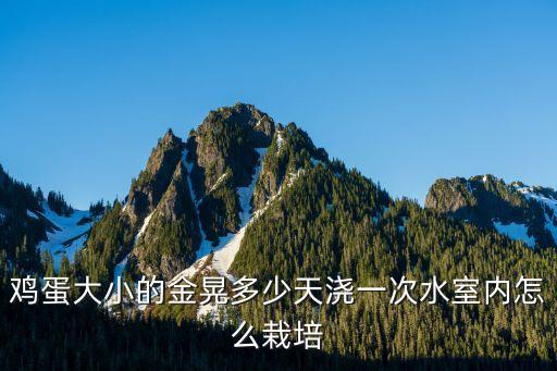 金晃，仙人球金晃和金冠是一個(gè)品種嗎
