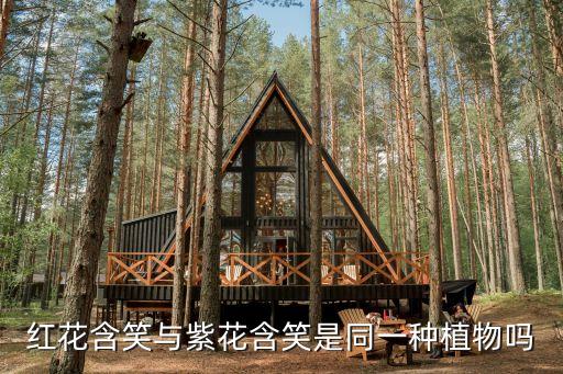 四季含笑，紅花含笑與紫花含笑是同一種植物嗎