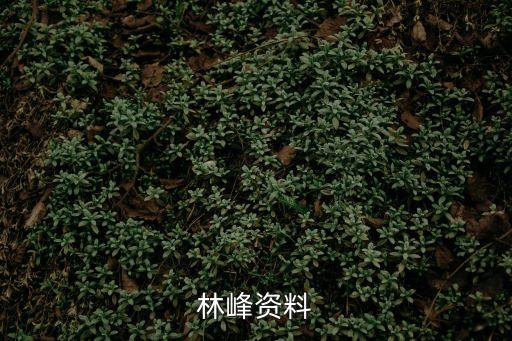 林峰資料