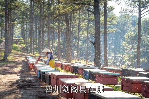 四川劍閣縣，四川劍閣縣在哪