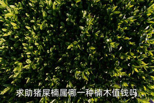 黑殼楠，這是一種什么樹葉子和枝干都有奇特的香味樹干是空心的