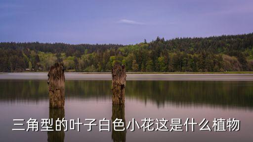 茜之塔，三角型的葉子白色小花這是什么植物