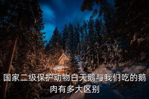 吃天鵝肉犯法嗎，吃企鵝肉不違法的嗎