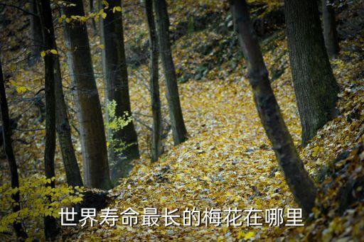 晉梅，世界壽命最長的梅花在哪里