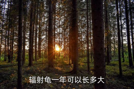 輻射龜，輻射龜一年可以長(zhǎng)多大