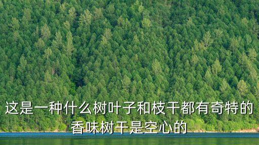 這是一種什么樹葉子和枝干都有奇特的香味樹干是空心的