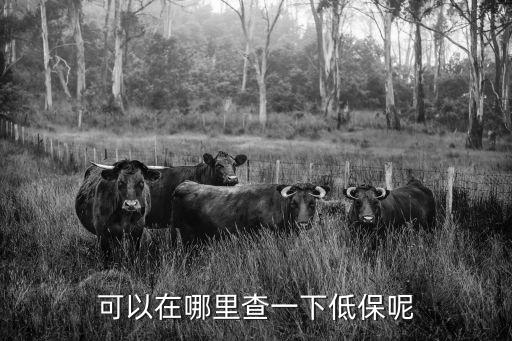 可以在哪里查一下低保呢