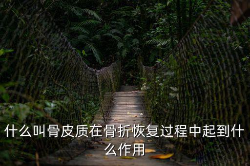 什么叫骨皮質(zhì)在骨折恢復(fù)過程中起到什么作用