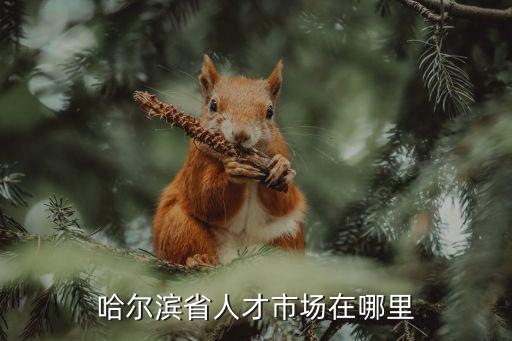 哈爾濱人才市場，哈爾濱省人才市場在哪里