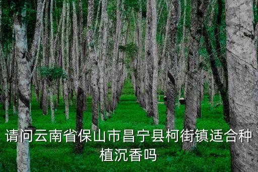 柯街鎮(zhèn)，請(qǐng)問云南省保山市昌寧縣柯街鎮(zhèn)適合種植沉香嗎