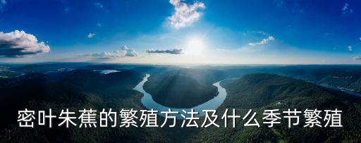密葉朱蕉的繁殖方法及什么季節(jié)繁殖