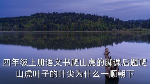 四年級上冊語文書爬山虎的腳課后題爬山虎葉子的葉尖為什么一順朝下