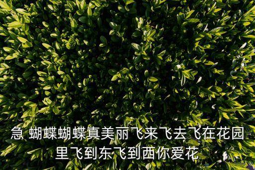 急 蝴蝶蝴蝶真美麗飛來(lái)飛去飛在花園里飛到東飛到西你愛(ài)花