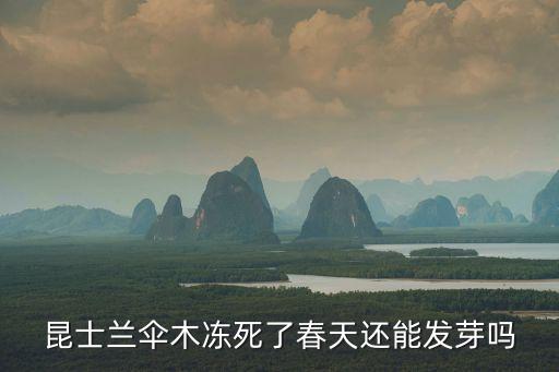 昆士蘭傘木，這是什么植物