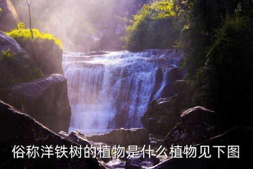 密葉朱蕉，俗稱洋鐵樹的植物是什么植物見下圖