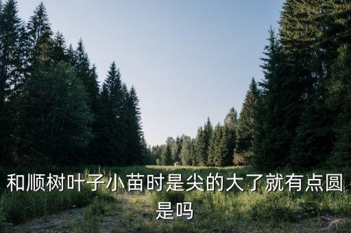 和順樹(shù)，和順樹(shù)葉子小苗時(shí)是尖的大了就有點(diǎn)圓是嗎