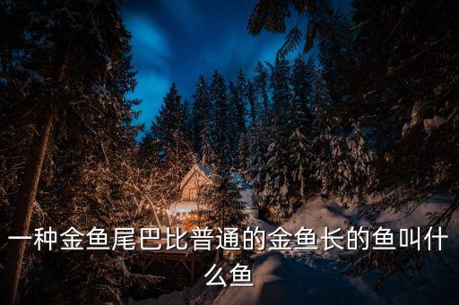 一種金魚尾巴比普通的金魚長的魚叫什么魚