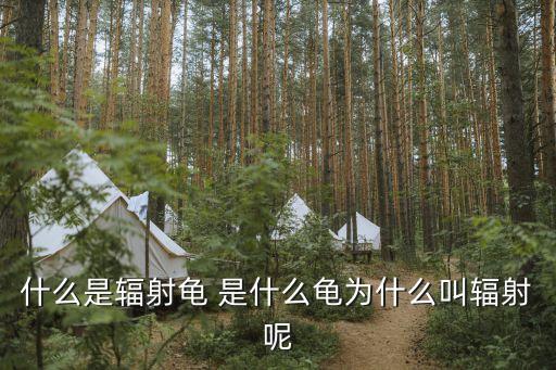 輻射陸龜，輻射陸龜溫度情況輻射到底能不能在十幾度下生存問(wèn)