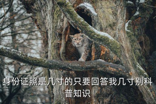 身份證照是幾寸的只要回答我?guī)状鐒e科普知識
