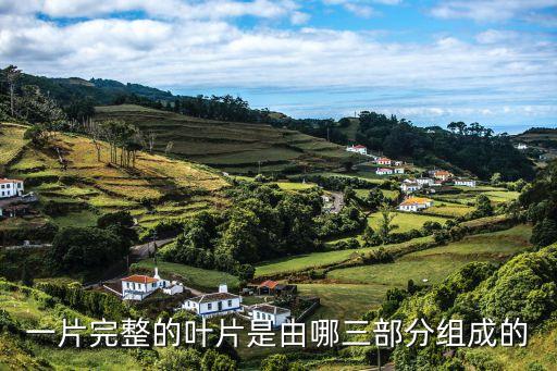 葉片的結(jié)構(gòu)圖，一片完整的葉片是由哪三部分組成的