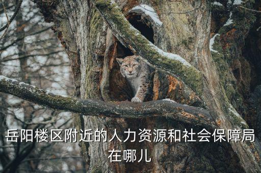岳陽市人社局，岳陽樓區(qū)附近的人力資源和社會保障局在哪兒