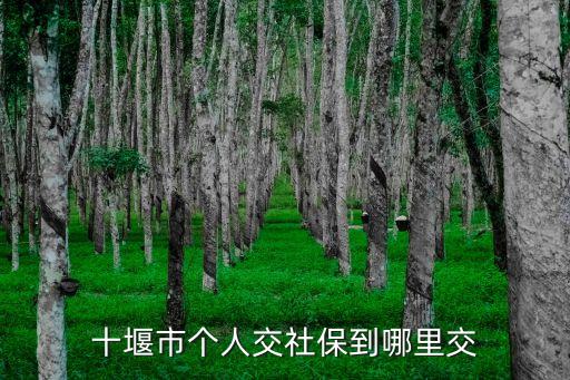 十堰市個人交社保到哪里交
