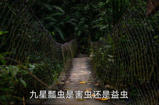 九星瓢蟲，九星瓢蟲是怎樣生活的