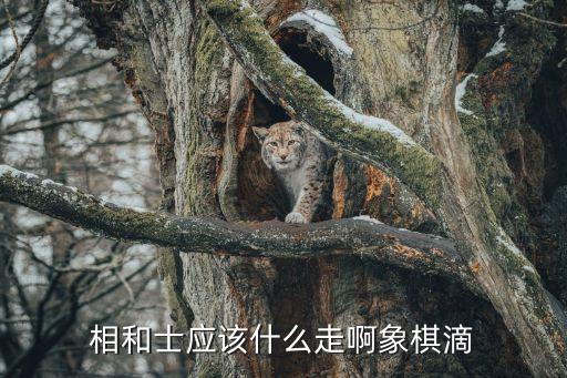 士怎么走，相和士應(yīng)該什么走啊象棋滴