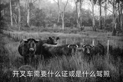 叉車駕駛證，叉車駕駛執(zhí)照
